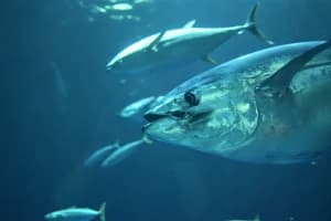 Tuna in the sea, to be limited during pregnancy due to mercury